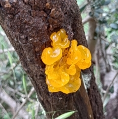 Tremella mesenterica at Coree, ACT - 23 Oct 2022