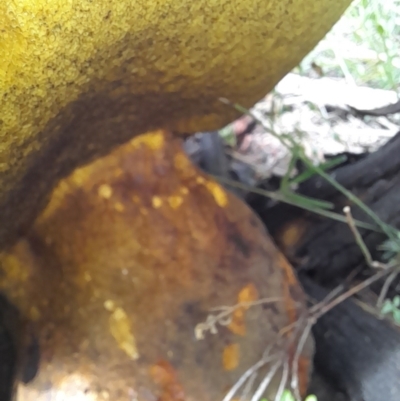 Phlebopus marginatus (Giant Bolete) at Coree, ACT - 23 Oct 2022 by VanceLawrence