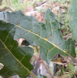 Solanum cinereum at Coree, ACT - 23 Oct 2022 01:53 PM