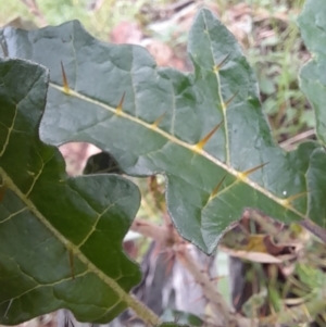 Solanum cinereum at Coree, ACT - 23 Oct 2022 01:53 PM