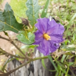 Solanum cinereum at Coree, ACT - 23 Oct 2022 01:53 PM