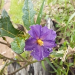 Solanum cinereum at Coree, ACT - 23 Oct 2022 01:53 PM