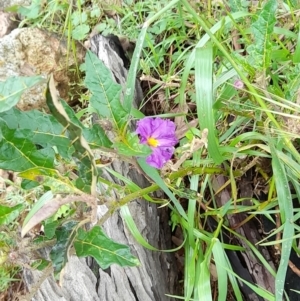 Solanum cinereum at Coree, ACT - 23 Oct 2022 01:53 PM