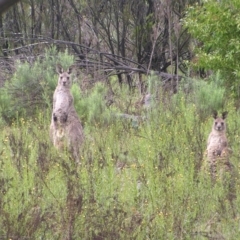 Macropus giganteus (Eastern Grey Kangaroo) at Mount Taylor - 23 Oct 2022 by MatthewFrawley