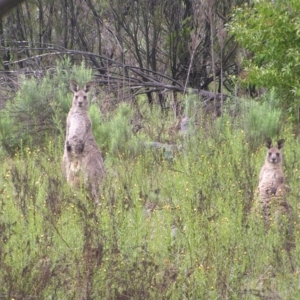 Macropus giganteus at Fisher, ACT - 23 Oct 2022