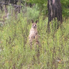 Macropus giganteus at Fisher, ACT - 23 Oct 2022