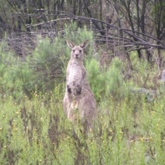 Macropus giganteus at Fisher, ACT - 23 Oct 2022 11:48 AM