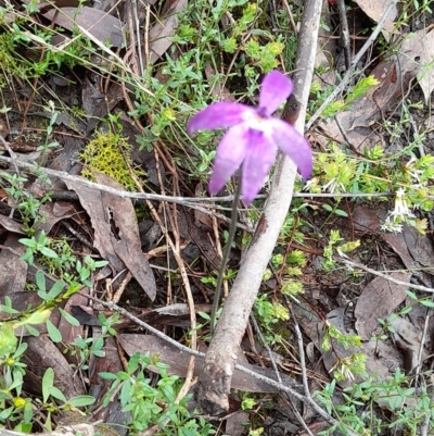 Glossodia major (Wax Lip Orchid) at Ginninderry Conservation Corridor - 23 Oct 2022 by VanceLawrence