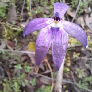 Glossodia major at Coree, ACT - 23 Oct 2022