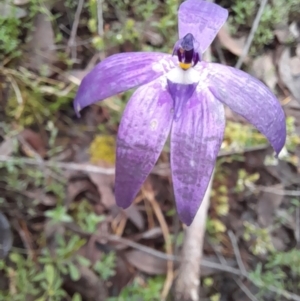 Glossodia major at Coree, ACT - 23 Oct 2022