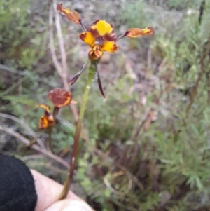 Diuris pardina at Coree, ACT - suppressed