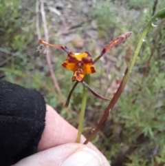 Diuris pardina at Coree, ACT - 23 Oct 2022