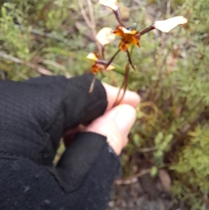 Diuris pardina at Coree, ACT - suppressed