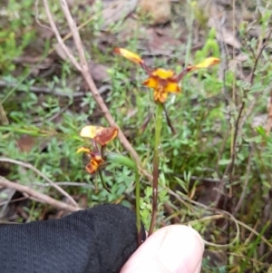 Diuris pardina at Coree, ACT - suppressed