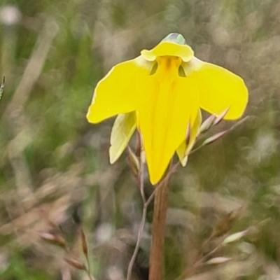 Diuris subalpina (Small Snake Orchid) at Delegate, NSW - 22 Oct 2022 by trevorpreston