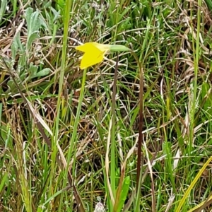 Diuris subalpina at Delegate, NSW - 23 Oct 2022