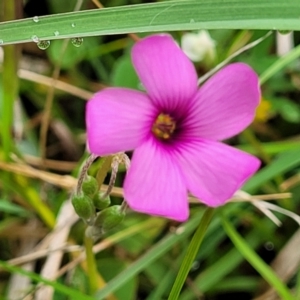 Oxalis articulata at Delegate, NSW - 23 Oct 2022 10:08 AM