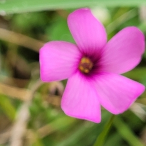 Oxalis articulata at Delegate, NSW - 23 Oct 2022 10:08 AM