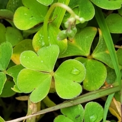 Oxalis articulata at Delegate, NSW - 23 Oct 2022 10:08 AM