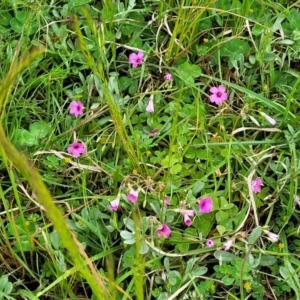 Oxalis articulata at Delegate, NSW - 23 Oct 2022 10:08 AM