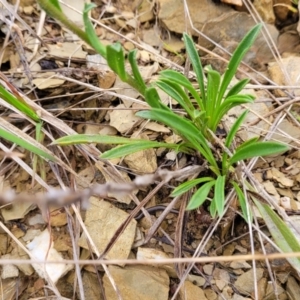 Calotis scabiosifolia var. integrifolia at Delegate, NSW - 23 Oct 2022