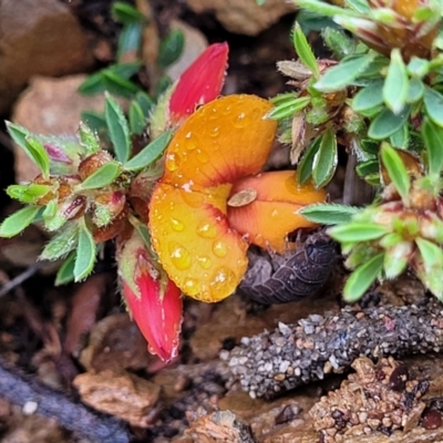 Pultenaea subspicata (Low Bush-pea) at Delegate, NSW - 22 Oct 2022 by trevorpreston