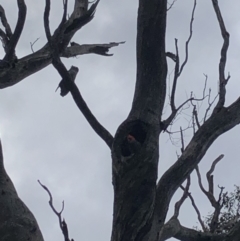 Callocephalon fimbriatum (Gang-gang Cockatoo) at Mount Ainslie - 23 Oct 2022 by Dan