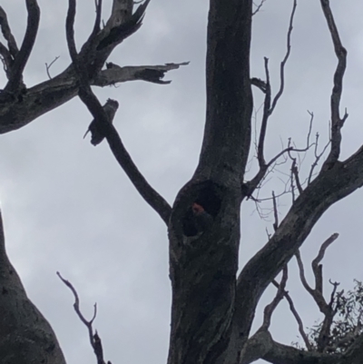 Callocephalon fimbriatum (Gang-gang Cockatoo) at Mount Ainslie - 23 Oct 2022 by Dan