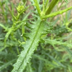 Senecio hispidulus at O'Connor, ACT - 22 Oct 2022 03:14 PM