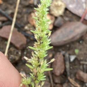 Crassula sieberiana at O'Connor, ACT - 22 Oct 2022 03:09 PM