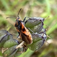 Spilostethus sp. (genus) (Milkweed bug) at O'Connor, ACT - 22 Oct 2022 by NedJohnston