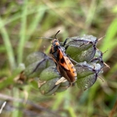 Spilostethus sp. (genus) at O'Connor, ACT - 22 Oct 2022 03:00 PM