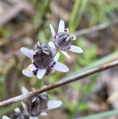 Wurmbea dioica subsp. dioica (Early Nancy) at O'Connor, ACT - 22 Oct 2022 by NedJohnston