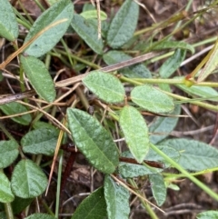 Grona varians (Slender Tick-Trefoil) at O'Connor, ACT - 22 Oct 2022 by NedJohnston