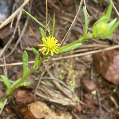 Triptilodiscus pygmaeus (Annual Daisy) at O'Connor, ACT - 22 Oct 2022 by Ned_Johnston