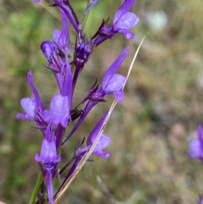 Linaria pelisseriana (Pelisser's Toadflax) at O'Connor, ACT - 22 Oct 2022 by Ned_Johnston