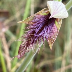 Calochilus platychilus (Purple Beard Orchid) at Black Mountain - 22 Oct 2022 by Ned_Johnston