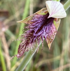 Calochilus platychilus at Point 5816 - suppressed