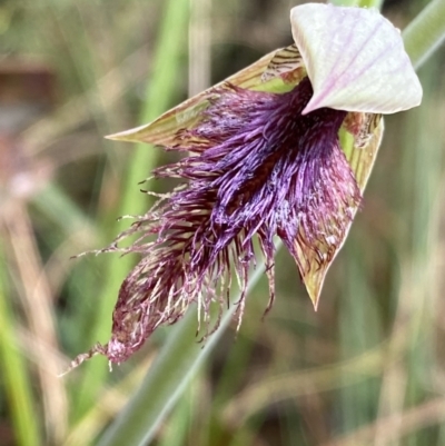 Calochilus platychilus (Purple Beard Orchid) at Black Mountain - 22 Oct 2022 by Ned_Johnston