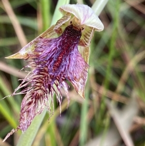 Calochilus platychilus at Point 5816 - suppressed