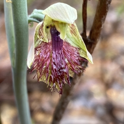 Calochilus montanus (Copper Beard Orchid) at Black Mountain - 22 Oct 2022 by Ned_Johnston