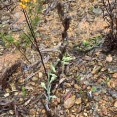 Calochilus montanus at Point 60 - suppressed