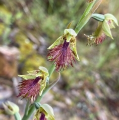 Calochilus montanus (Copper Beard Orchid) at Acton, ACT - 22 Oct 2022 by Ned_Johnston