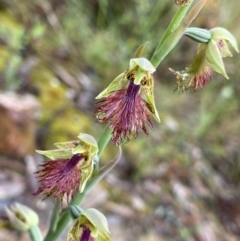 Calochilus montanus (Copper Beard Orchid) at Acton, ACT - 22 Oct 2022 by NedJohnston