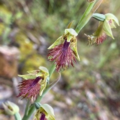 Calochilus montanus (Copper Beard Orchid) at Acton, ACT - 22 Oct 2022 by NedJohnston