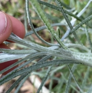 Senecio quadridentatus at Lyneham, ACT - 18 Oct 2022