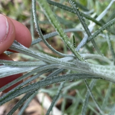 Senecio quadridentatus (Cotton Fireweed) at Sullivans Creek, Lyneham South - 18 Oct 2022 by Ned_Johnston