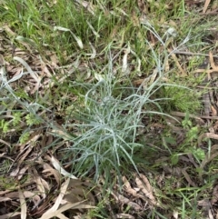 Senecio quadridentatus at Lyneham, ACT - 18 Oct 2022