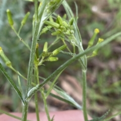 Senecio quadridentatus at Lyneham, ACT - 18 Oct 2022