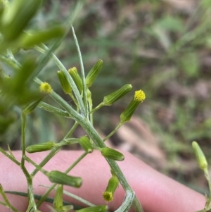 Senecio quadridentatus at Lyneham, ACT - 18 Oct 2022